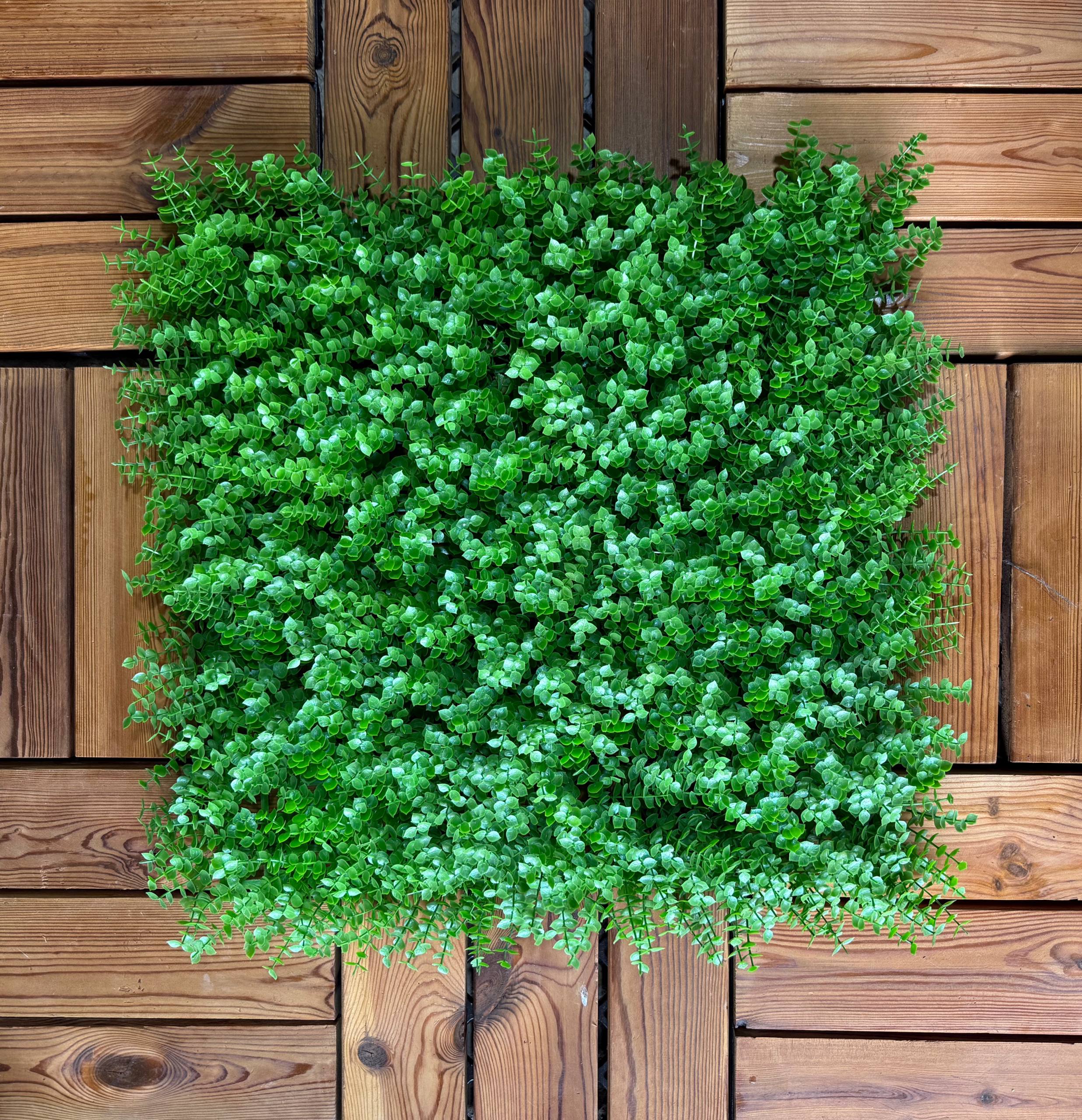 شمشاد گل ریز